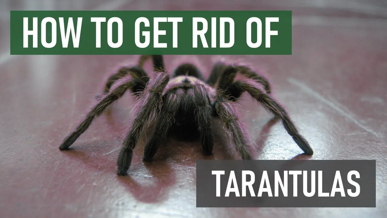 24354 tarantula feeding