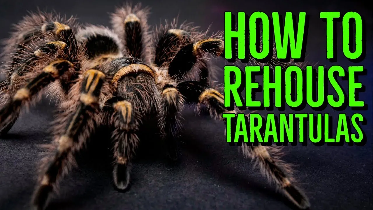 24354 tarantula habitat