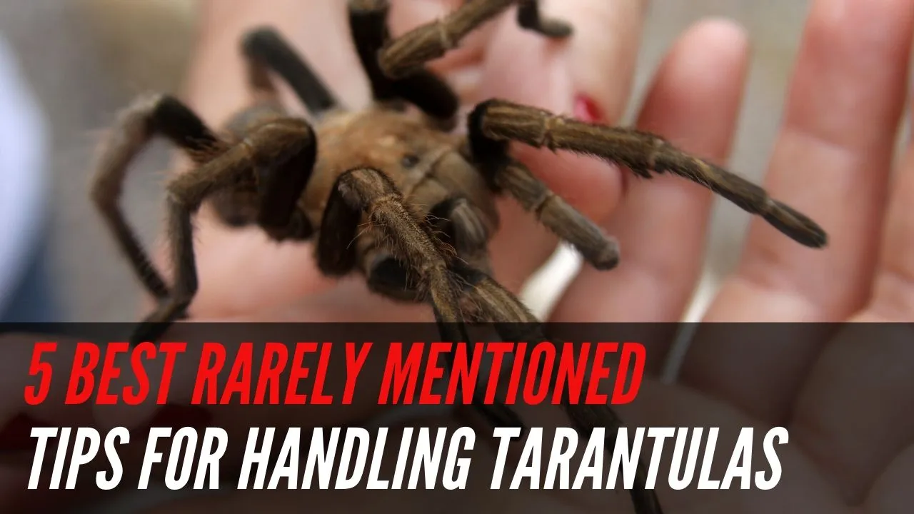 /img/24354-tarantula-hiding-place.webp