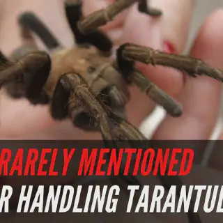 /img/24354-tarantula-hiding-place.webp