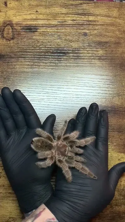 24354 tarantula temperature