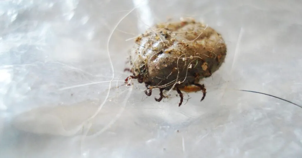 24355 quarantine new tarantula