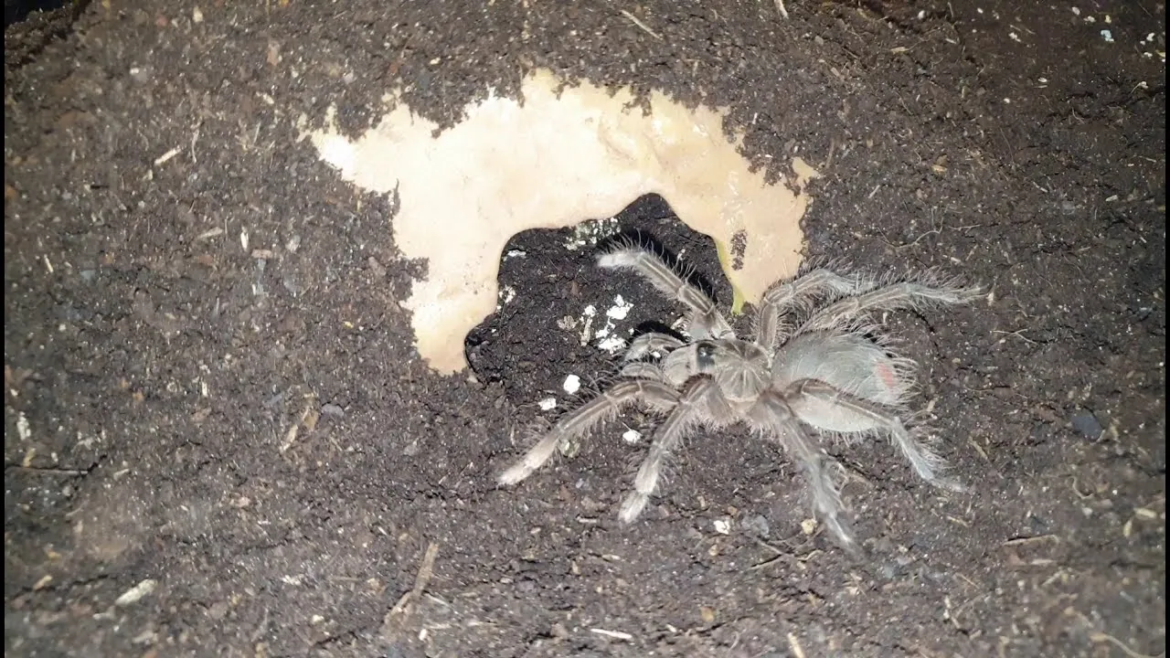 24355 tarantula color changes
