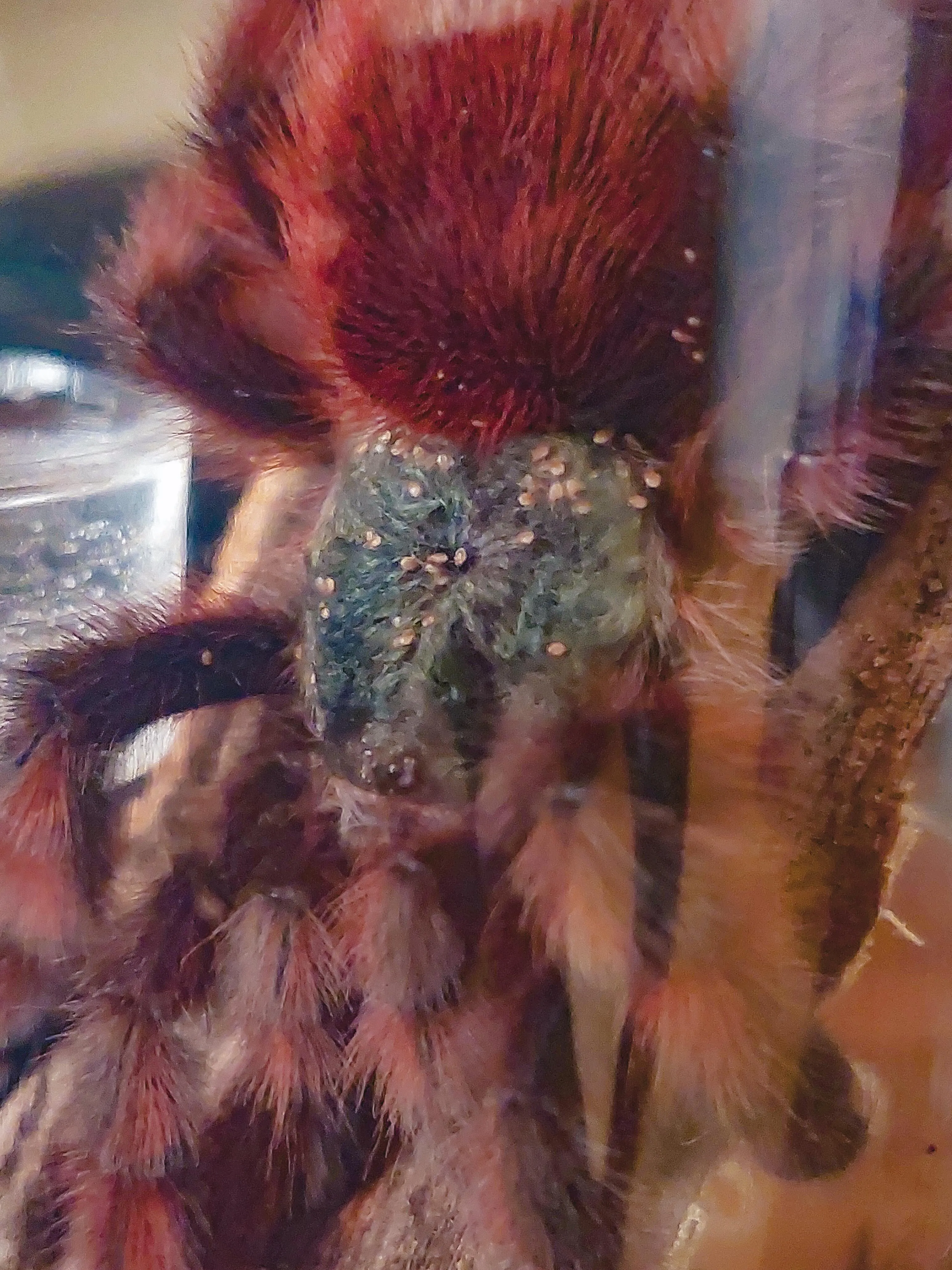 24355 tarantula excessive grooming