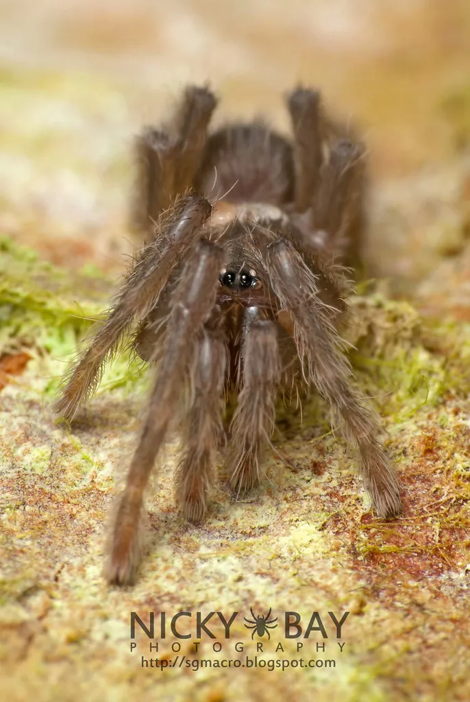 /img/24355-tarantula-habitat-hygiene.webp