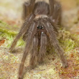 /img/24355-tarantula-habitat-hygiene.webp