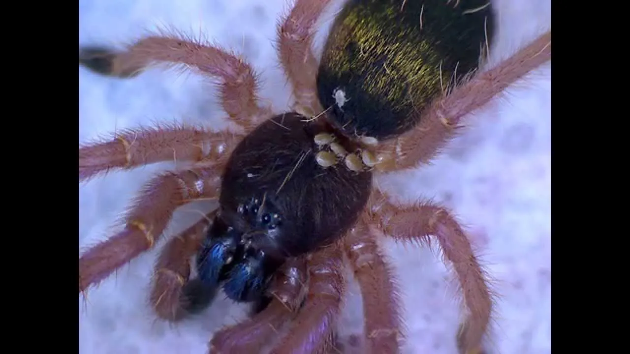24355 tarantula mites on spider