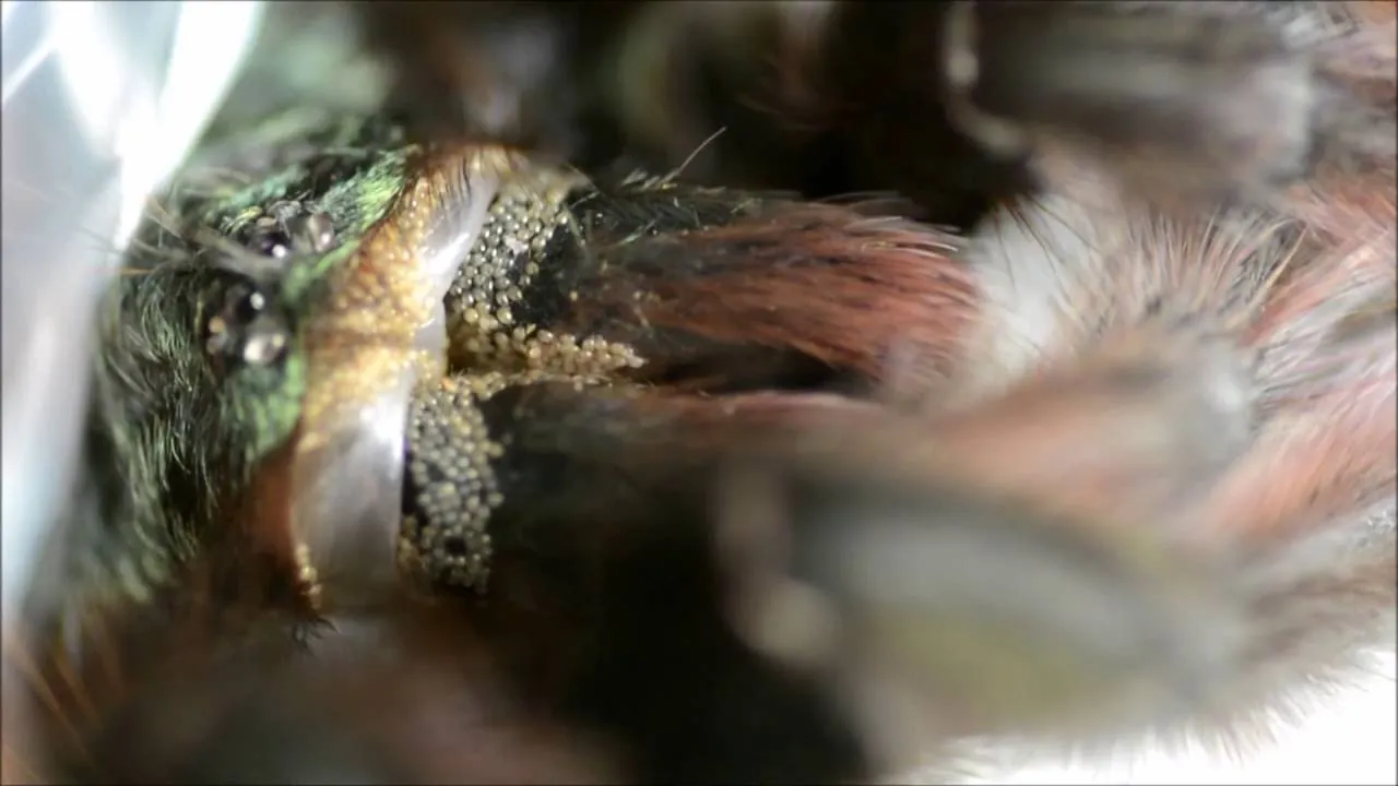 24355 tarantula molting problems
