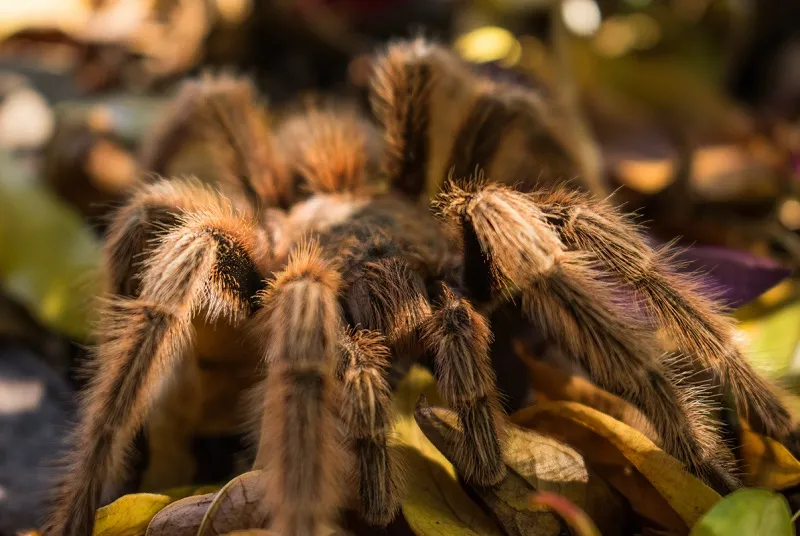 24356 tarantula book lungs