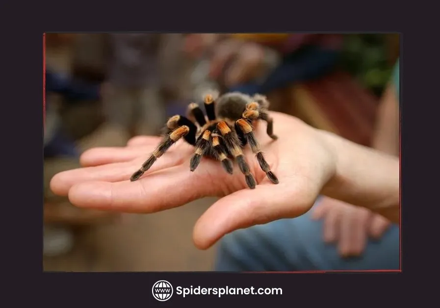 /img/24356-tarantula-observation.webp