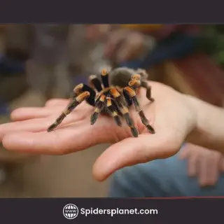/img/24356-tarantula-observation.webp