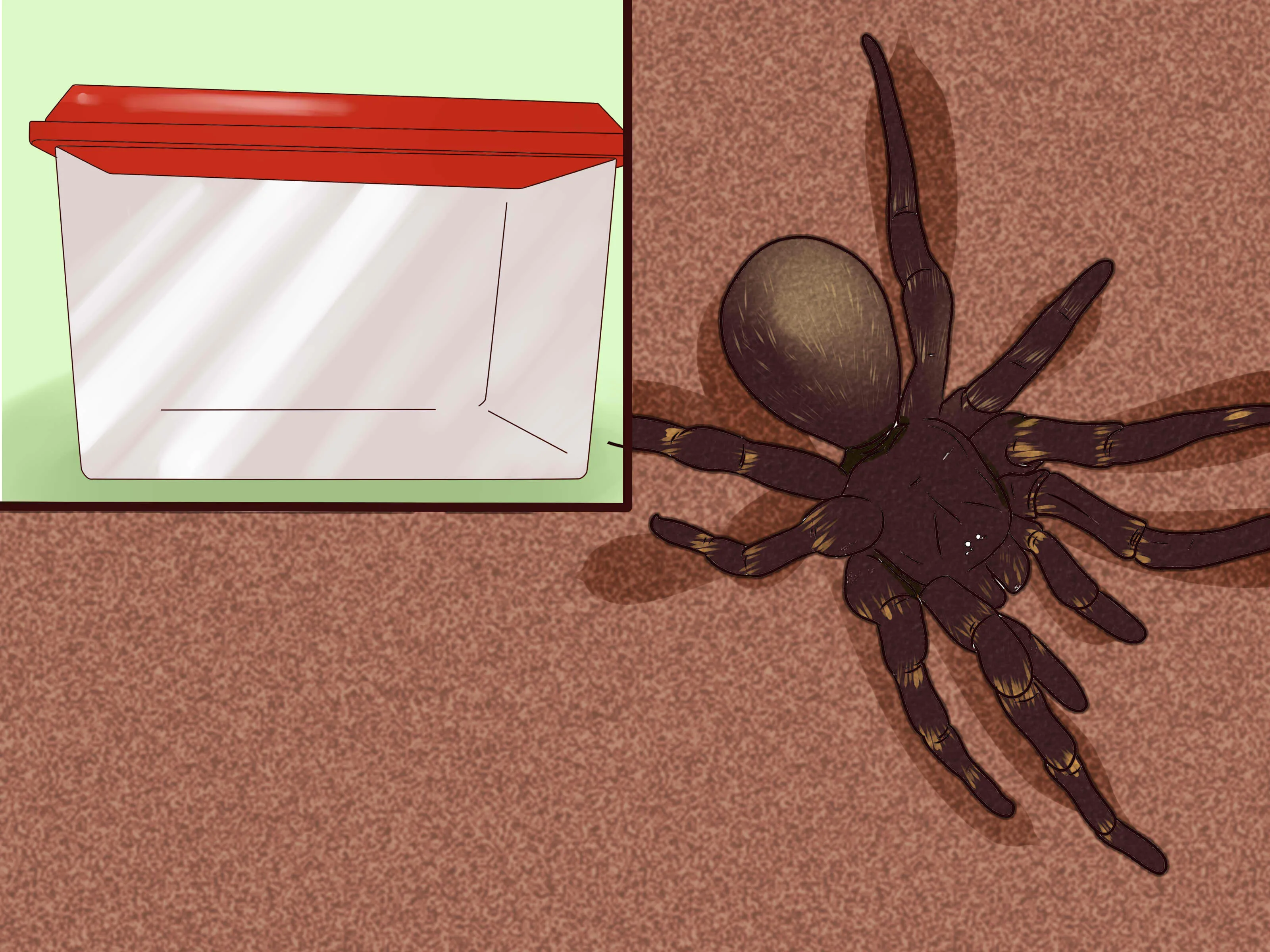 24356 tarantula spiracles
