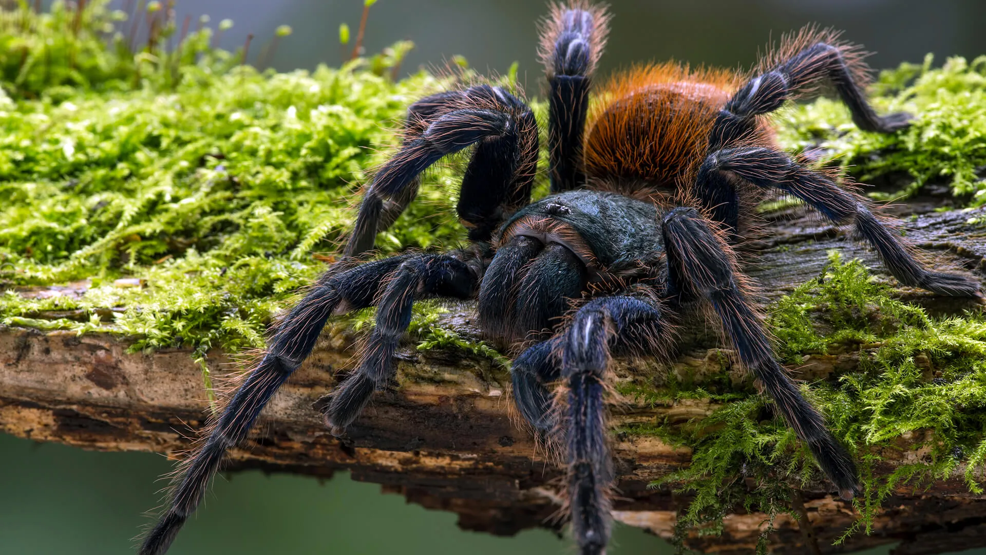24356 tarantula tracheal system
