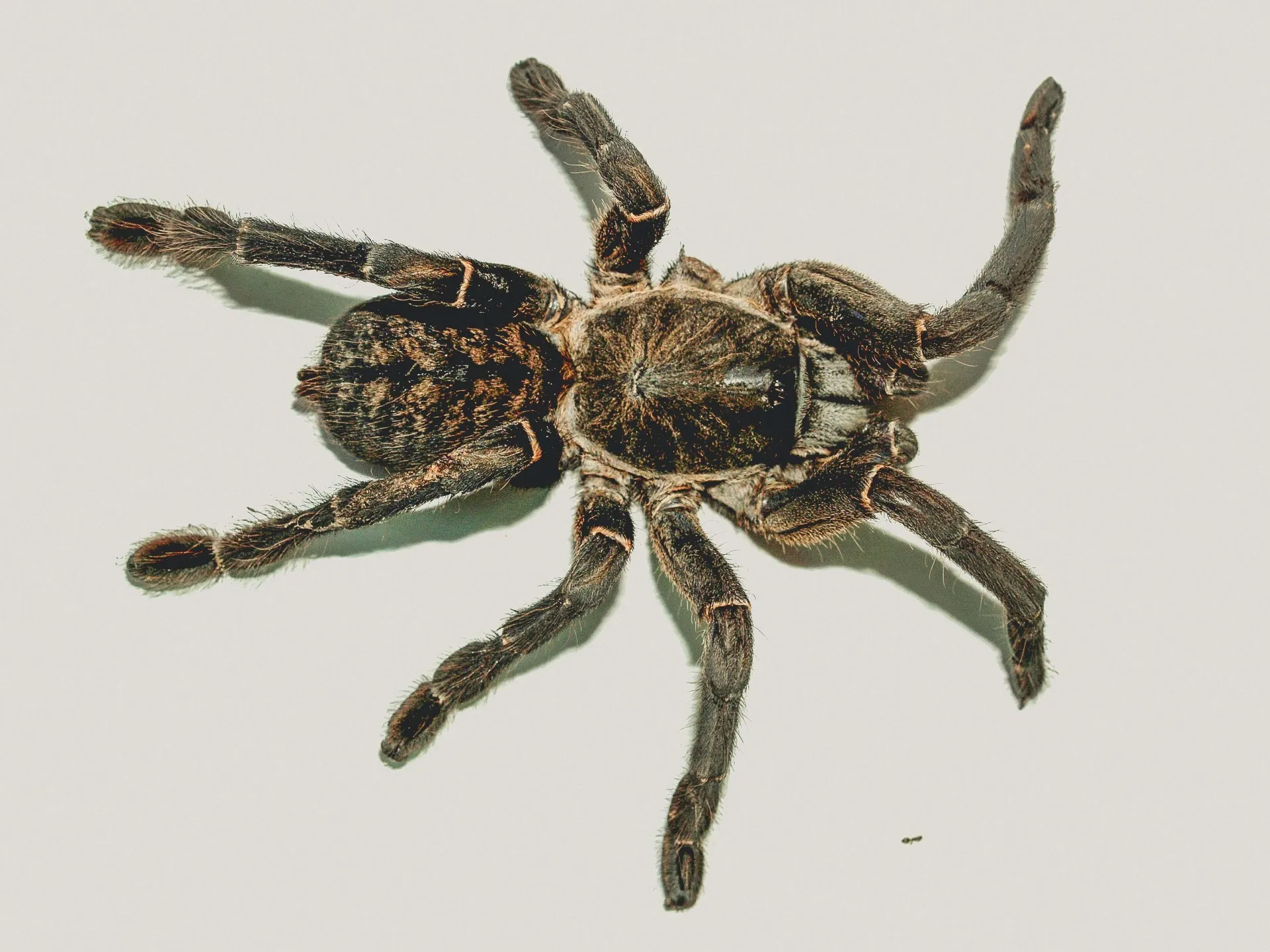 24357 tarantula spider buying