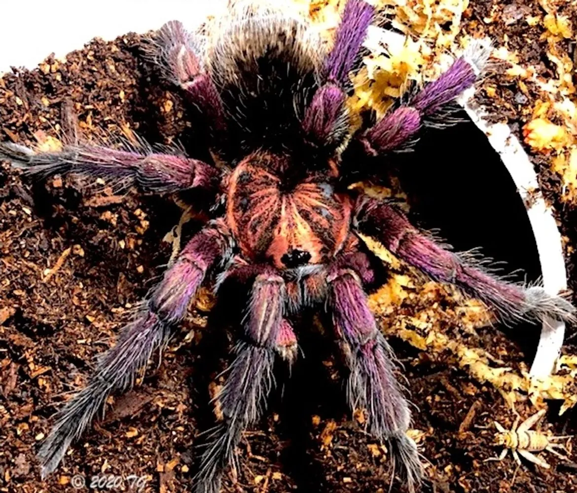 24357 tarantula spider enclosure