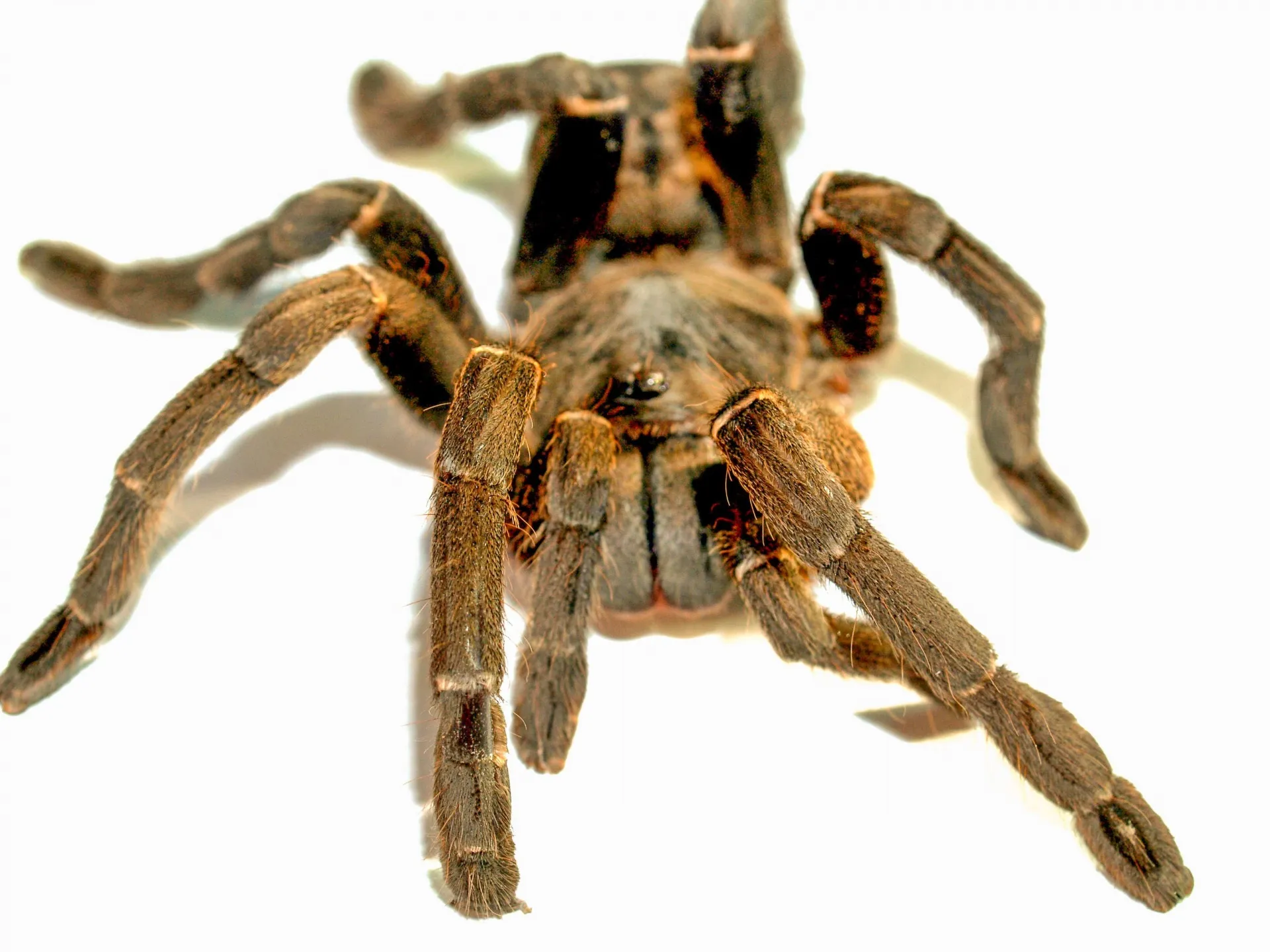 /img/24357-tarantula-spider-handling.webp