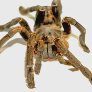 /img/24357-tarantula-spider-handling.webp