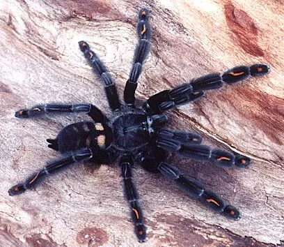 24357 tarantula spider health