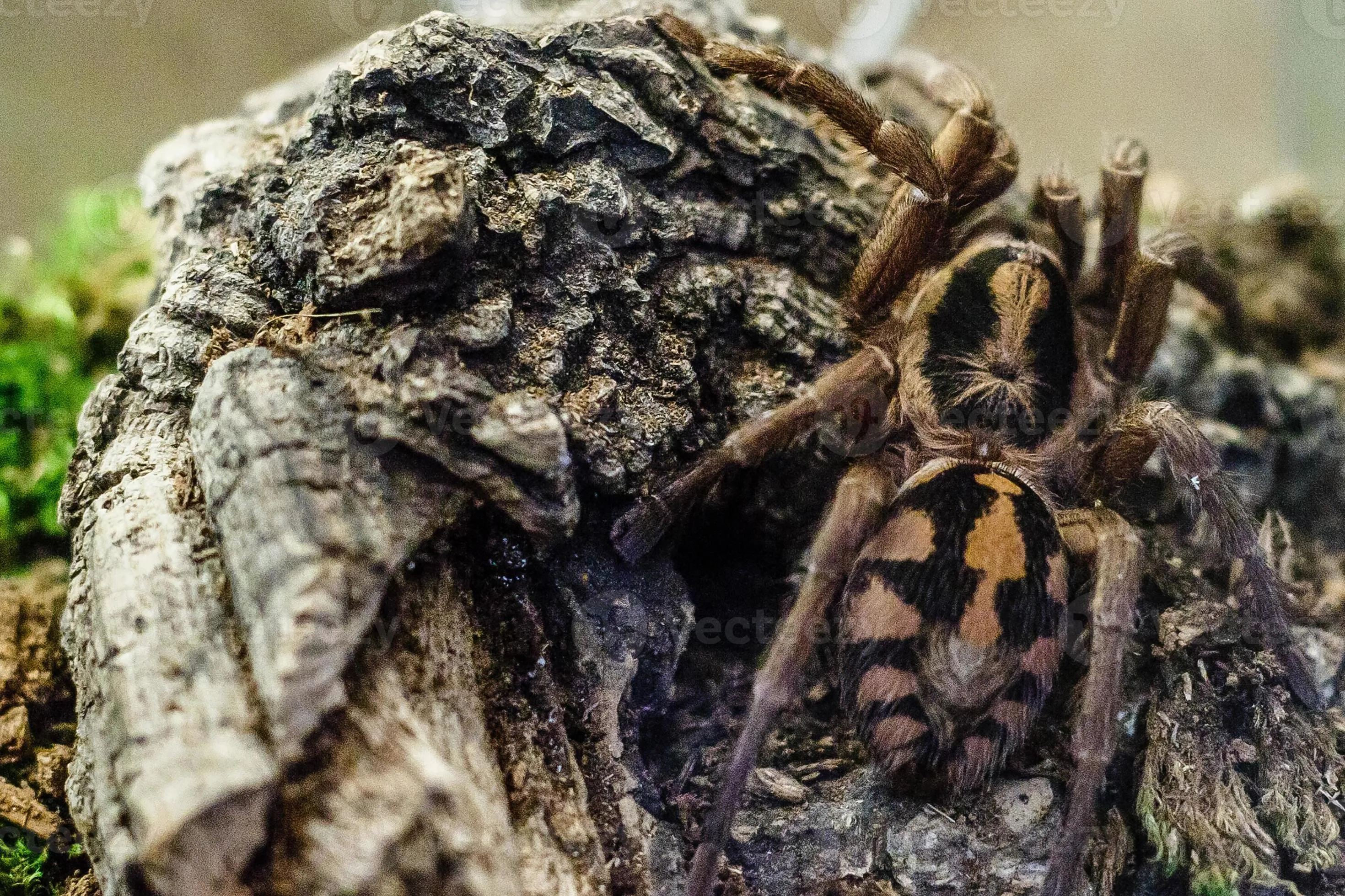 24357 tarantula spider juvenile