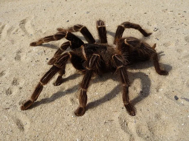 24357 tarantula spider market