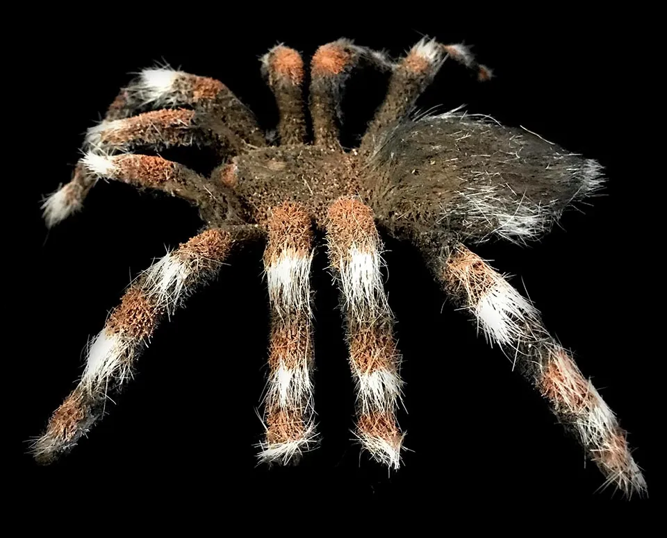 24357 tarantula spider species