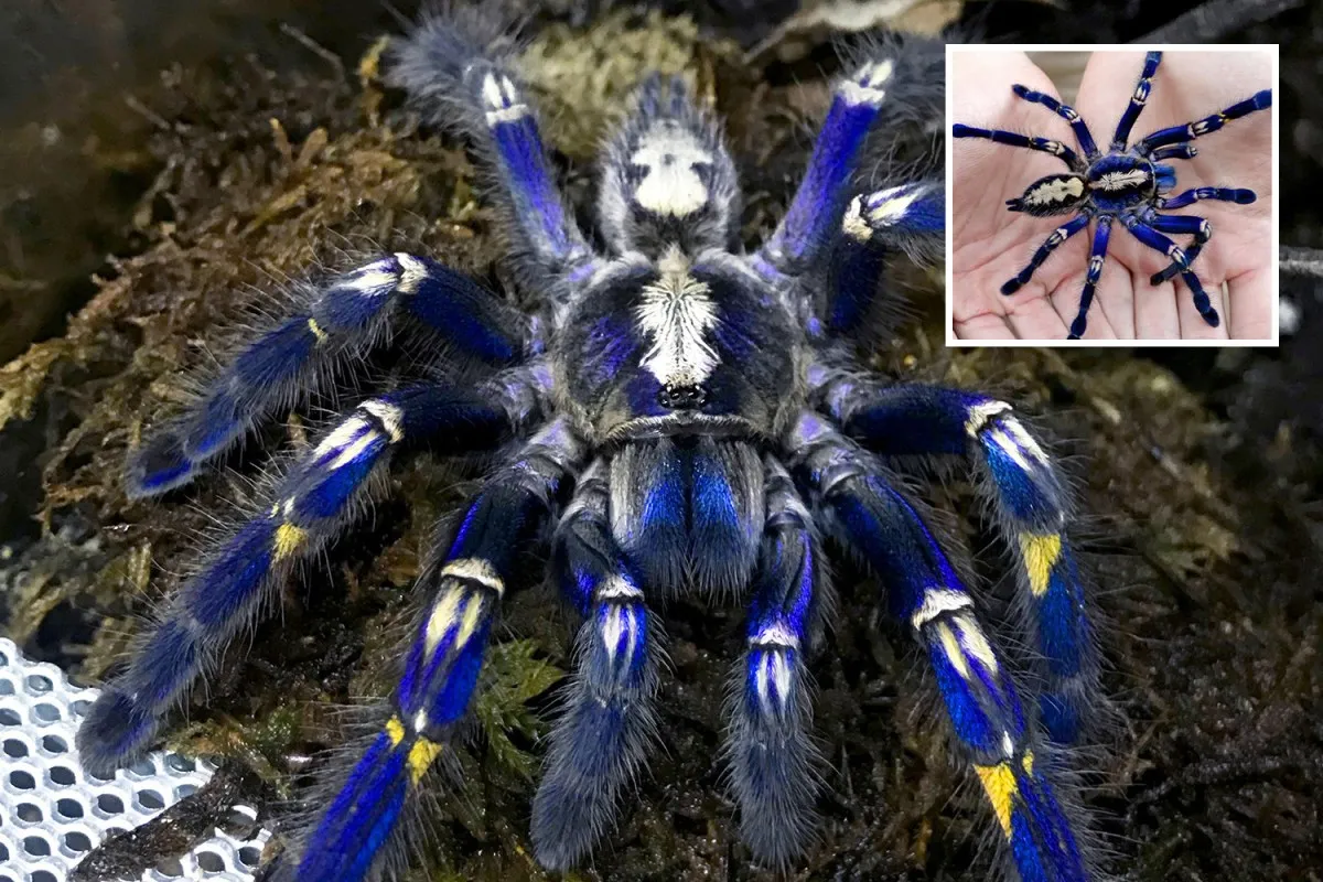 24359 brazilian blue tarantula