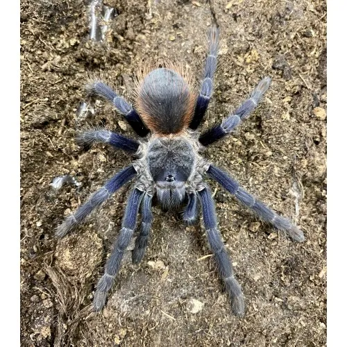 24359 in vitro venom research