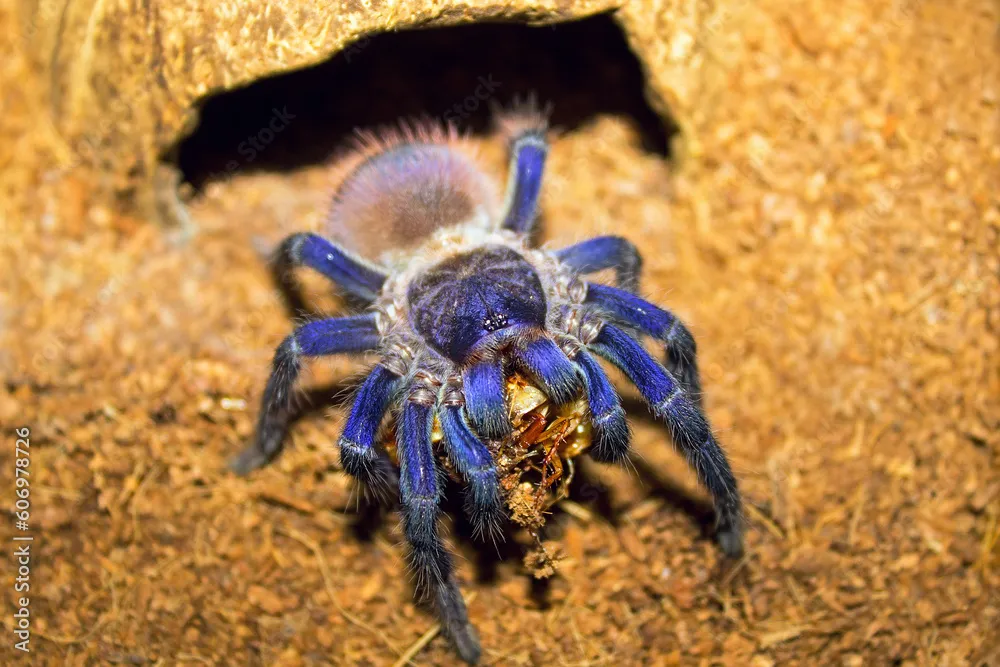 24359 tarantula venom extraction