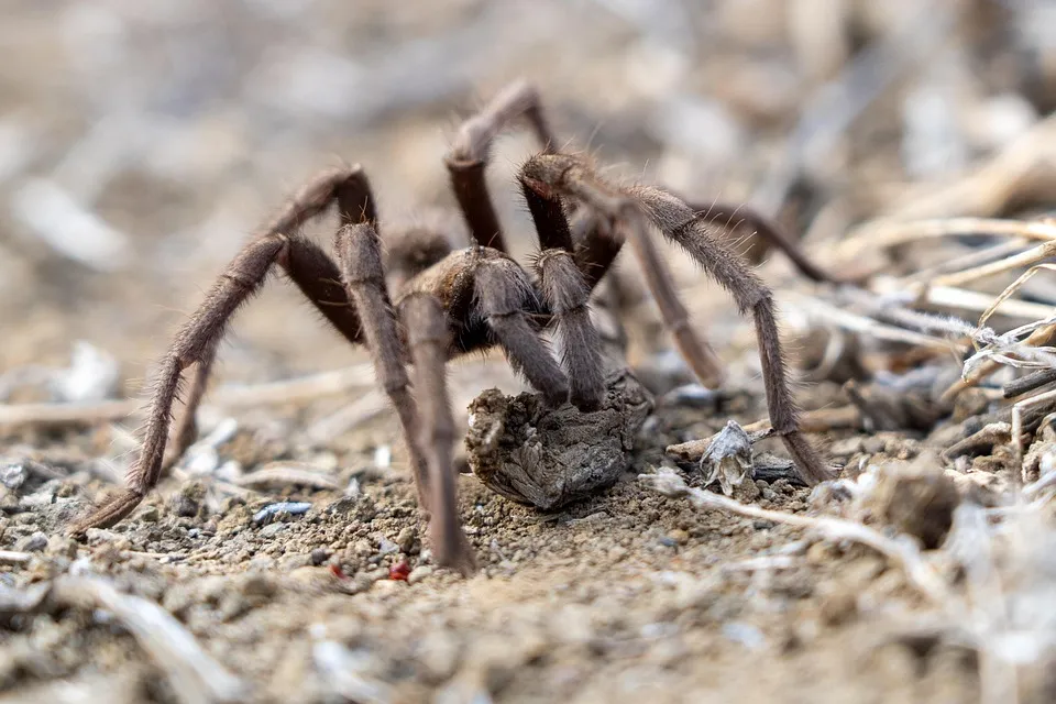 24360 tarantula health