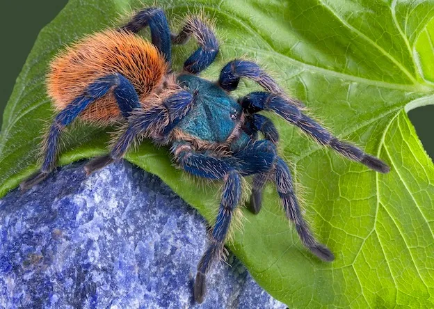 24360 tarantula molting