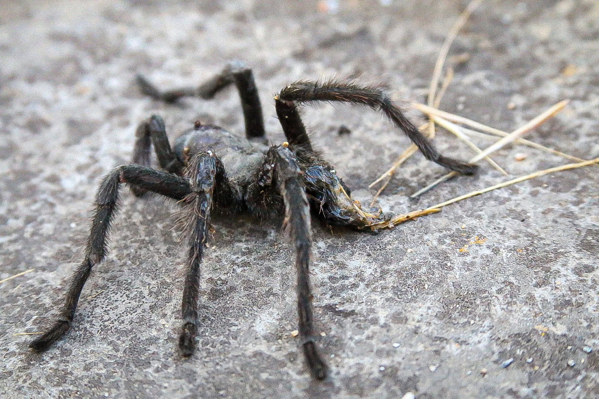 /img/24360-tarantula-water.webp