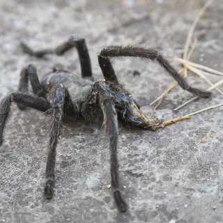 /img/24360-tarantula-water.webp