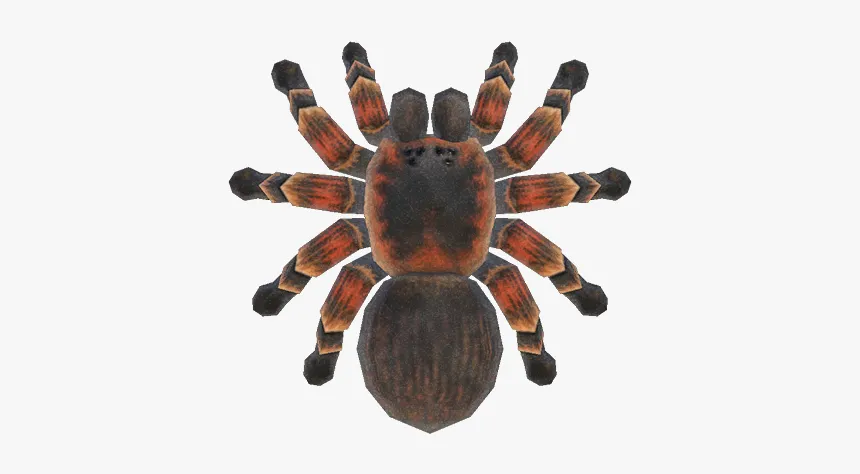 24361 tarantula spider behavior