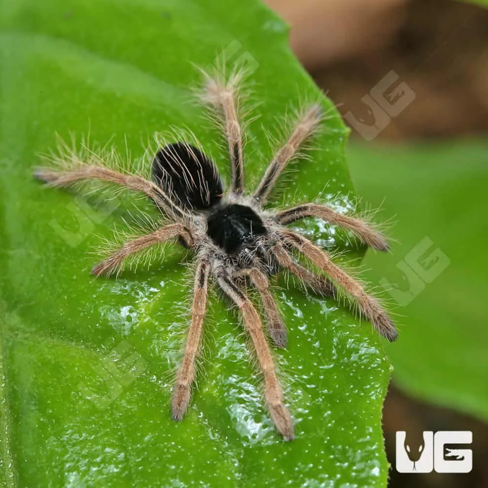 24362 colombian giant tarantula feeding