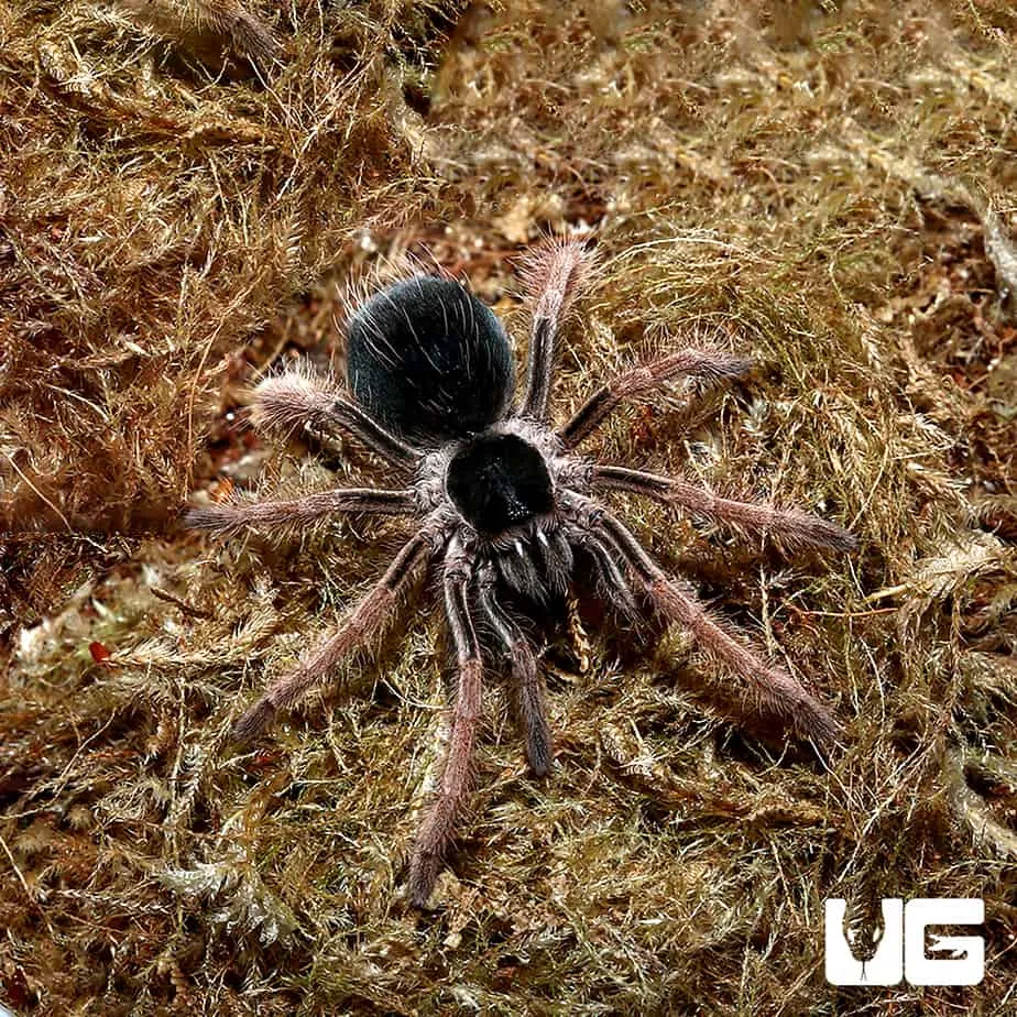 24362 colombian giant tarantula habitat