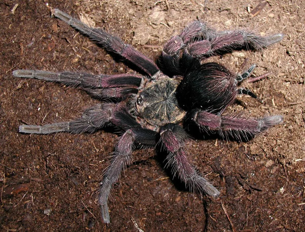 24362 colombian giant tarantula molting