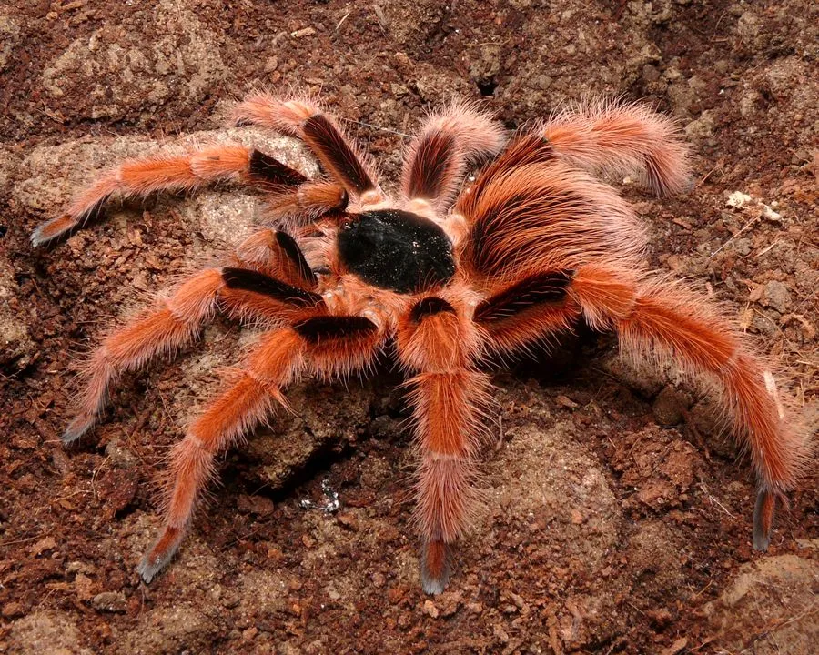 24362 colombian giant tarantula overview