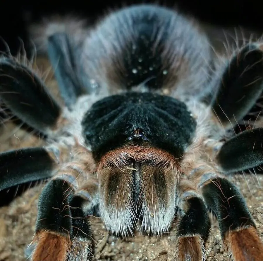 /img/24362-tarantula-body-length.webp