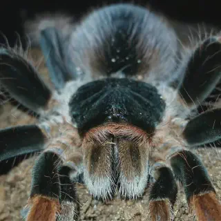 /img/24362-tarantula-body-length.webp