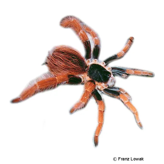 24362 tarantula leg span measurement