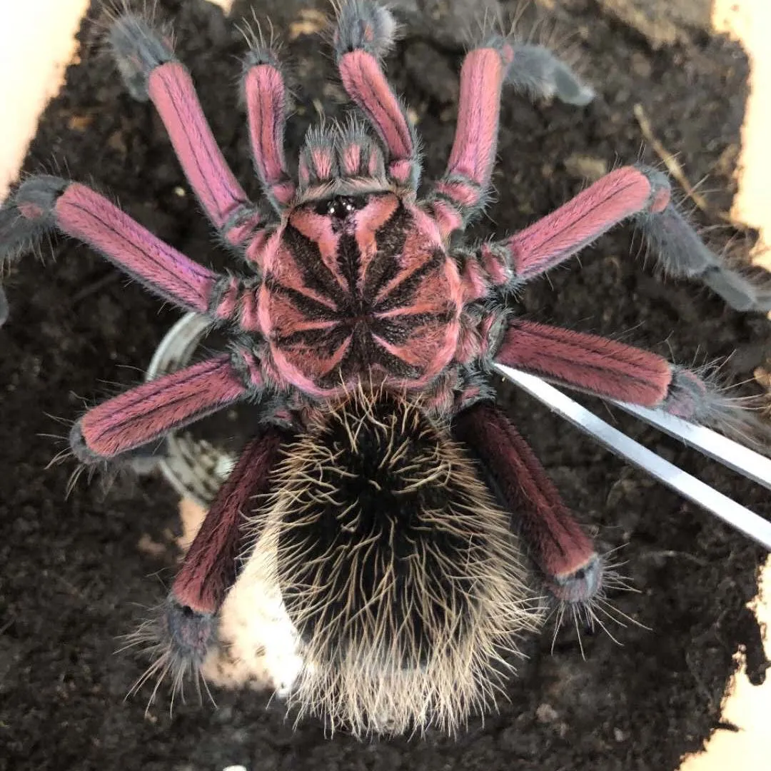 24362 tarantula size comparison