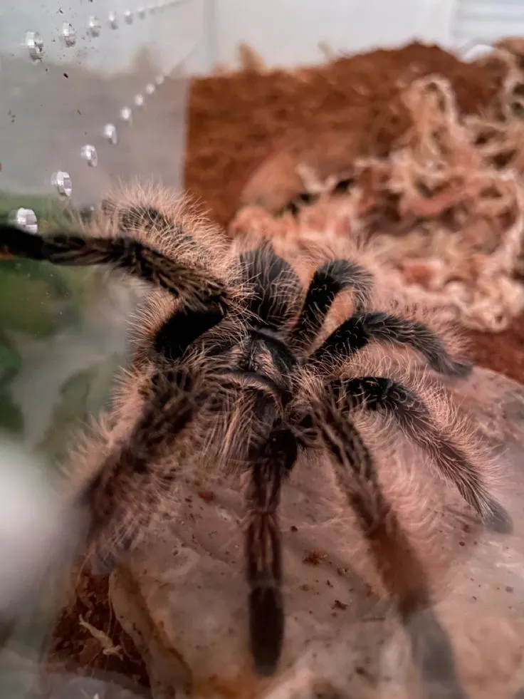/img/24364-curly-hair-tarantula-breeding.webp