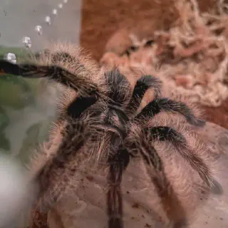 /img/24364-curly-hair-tarantula-breeding.webp