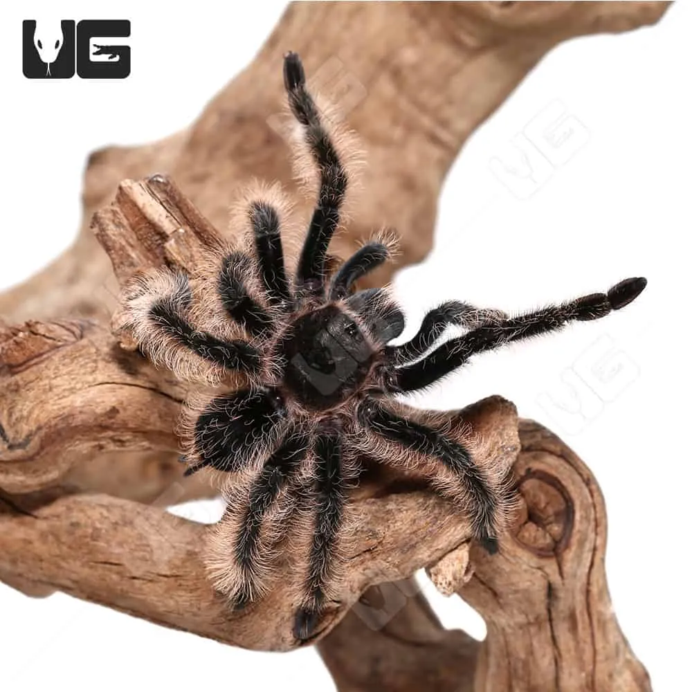 24364 curly hair tarantula feeding