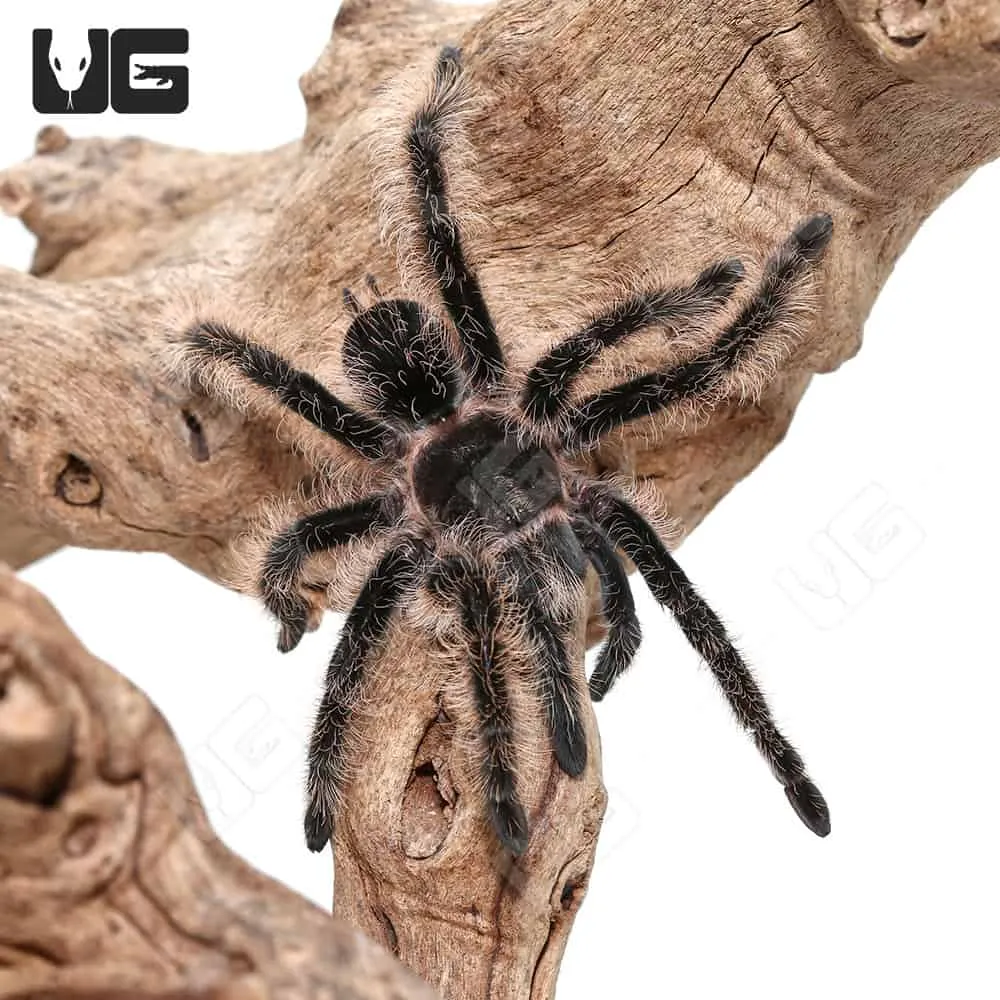 24364 curly hair tarantula handling