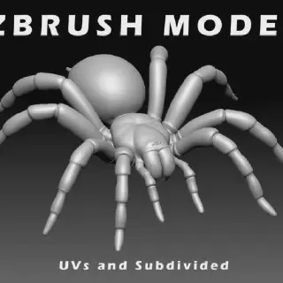 /img/24365-beginner-tarantula.webp