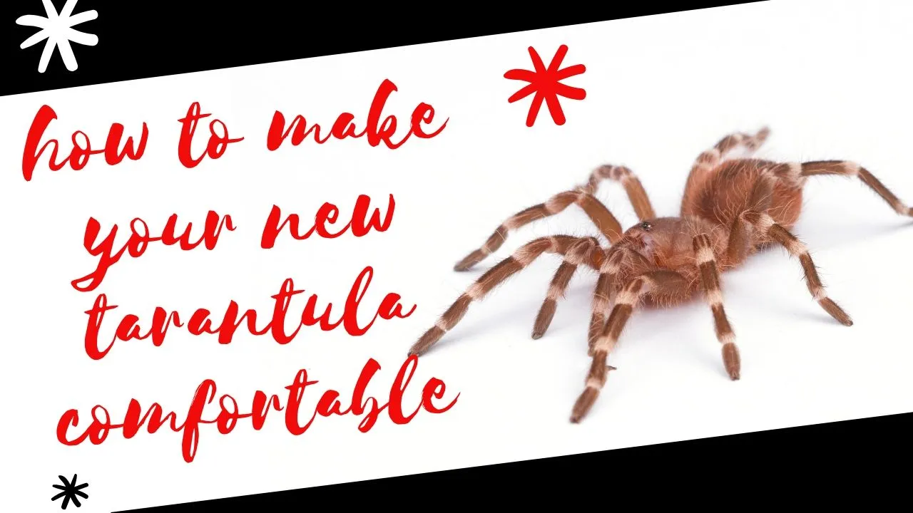 24365 tarantula enclosure
