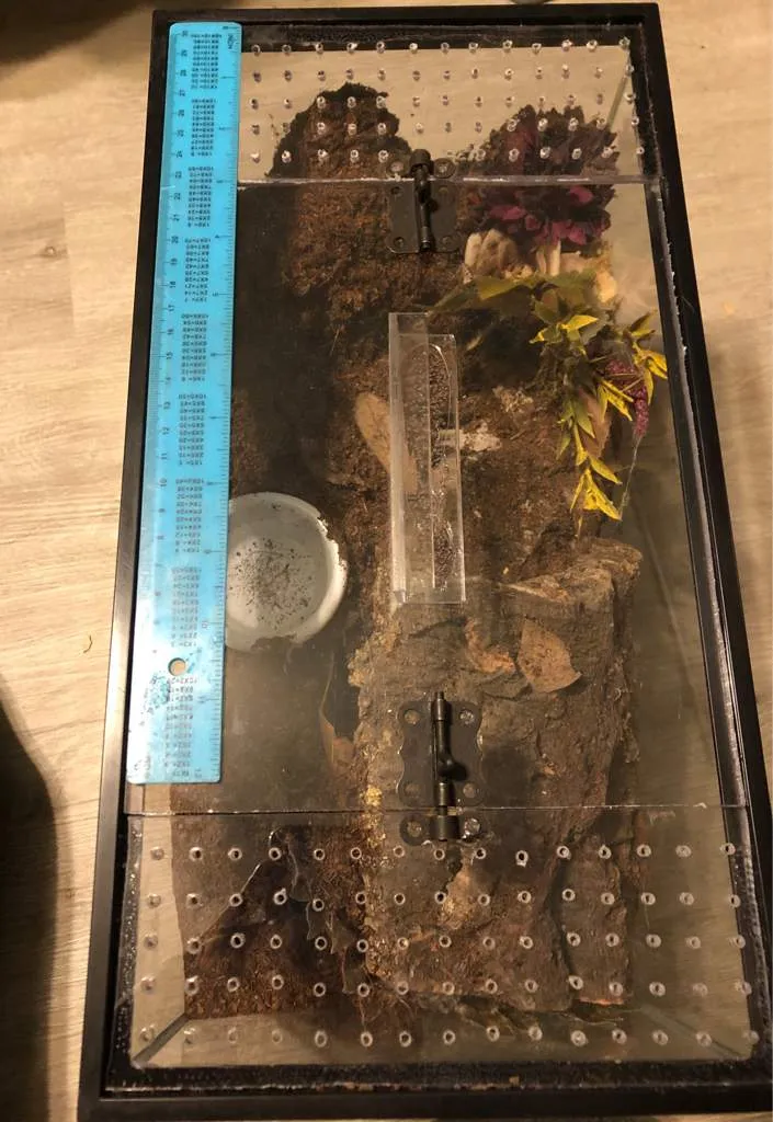 24365 tarantula molting