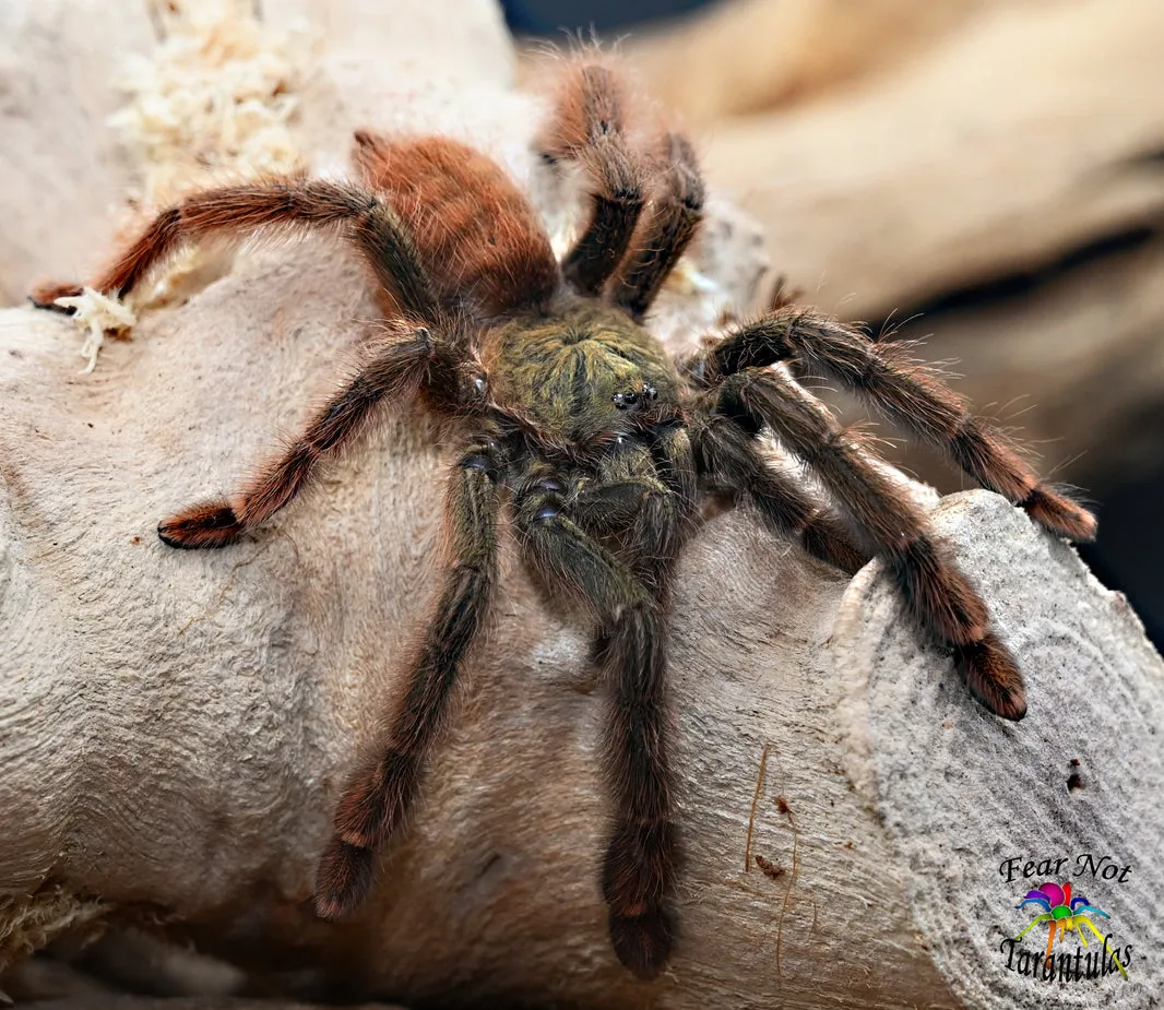 24366 tarantula vendor pricing