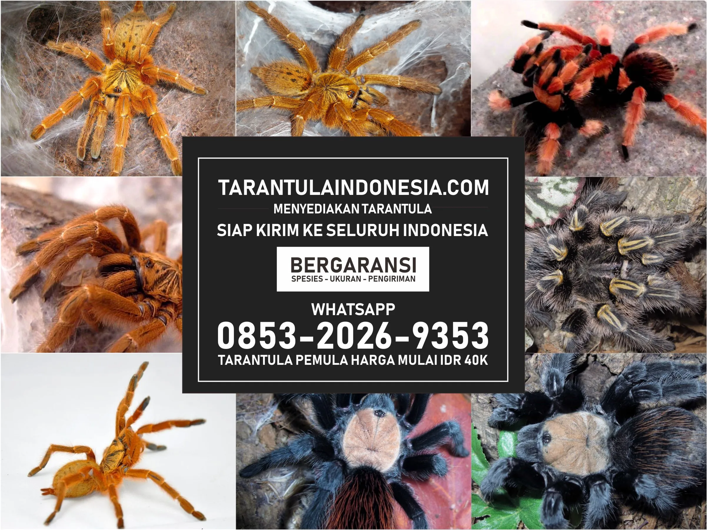 24366 tarantula vendor specialization